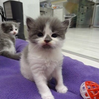 A small grey and white kitten