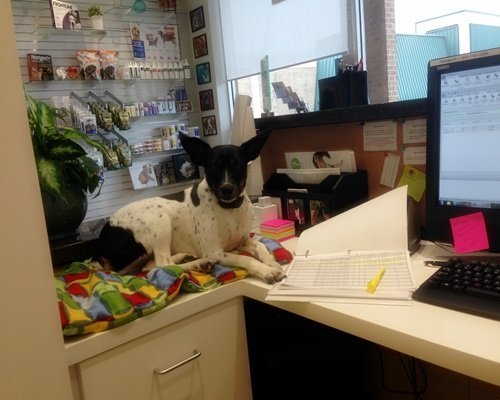 A white and black dog sitting on the desk at the office