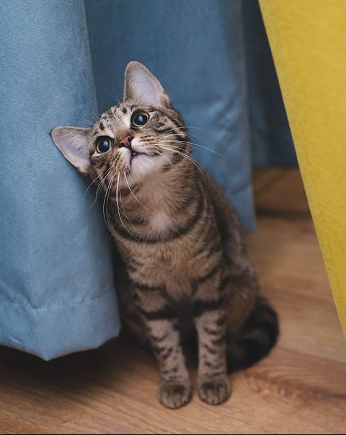 Kitten Visits -